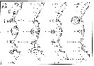 Espce Calanoides natalis - Carte de distribution 9