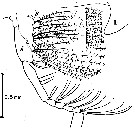 Espce Calanus hyperboreus - Carte de distribution 14