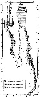 Espce Labidocera trispinosa - Carte de distribution 4