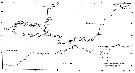 Espce Calanoides acutus - Carte de distribution 16
