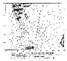 Espce Calanus finmarchicus - Carte de distribution 33