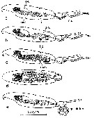 Espce Sinocalanus tenellus - Carte de distribution 2
