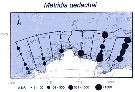Espce Metridia gerlachei - Carte de distribution 13