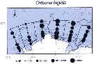 Espce Oithona frigida - Carte de distribution 5