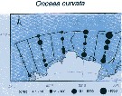 Espce Oncaea curvata - Carte de distribution 3