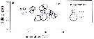 Espce Paracartia grani - Carte de distribution 11