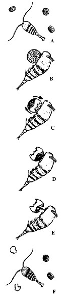 Espce Temora longicornis - Carte de distribution 63