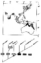 Espce Labidocera pectinata - Carte de distribution 3