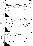 Espce Calanus glacialis - Carte de distribution 69