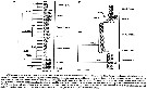 Espce Acartia (Acanthacartia) tonsa - Carte de distribution 72