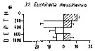 Espce Euchirella messinensis - Carte de distribution 7
