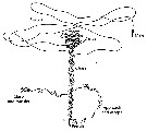 Espce Calanus marshallae - Carte de distribution 8