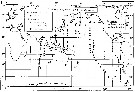 Espce Oithona aruensis - Carte de distribution 2