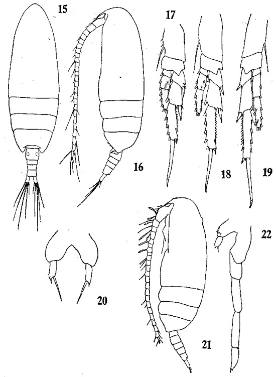 Species Paracalanus nanus - Plate 5 of morphological figures
