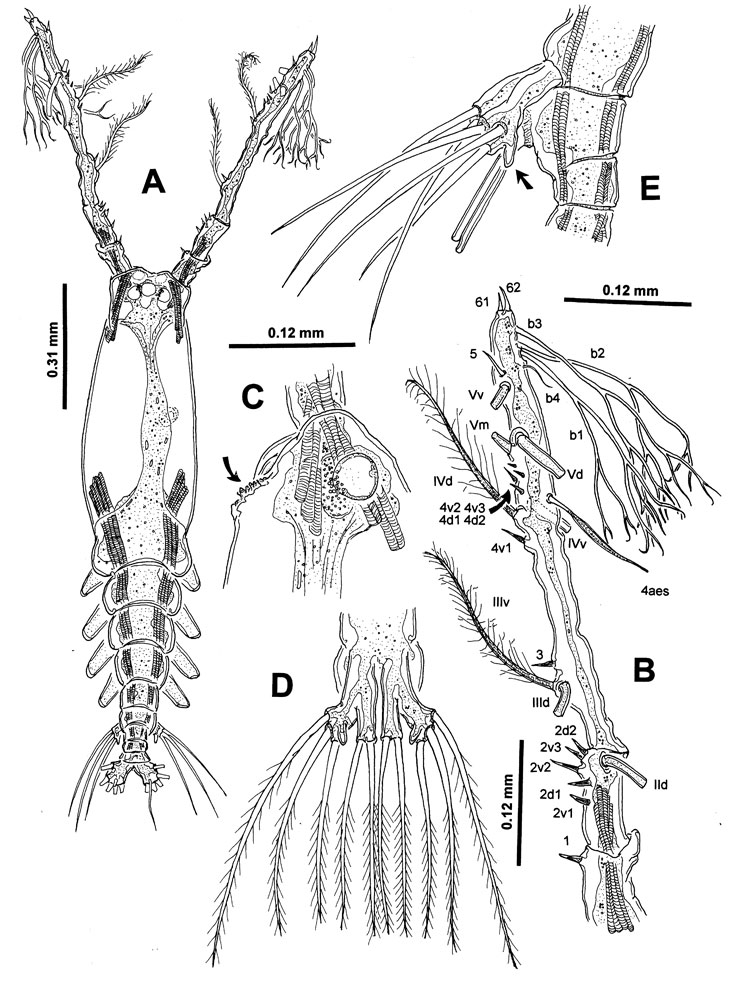 Species Monstrilla grandis - Plate 4 of morphological figures