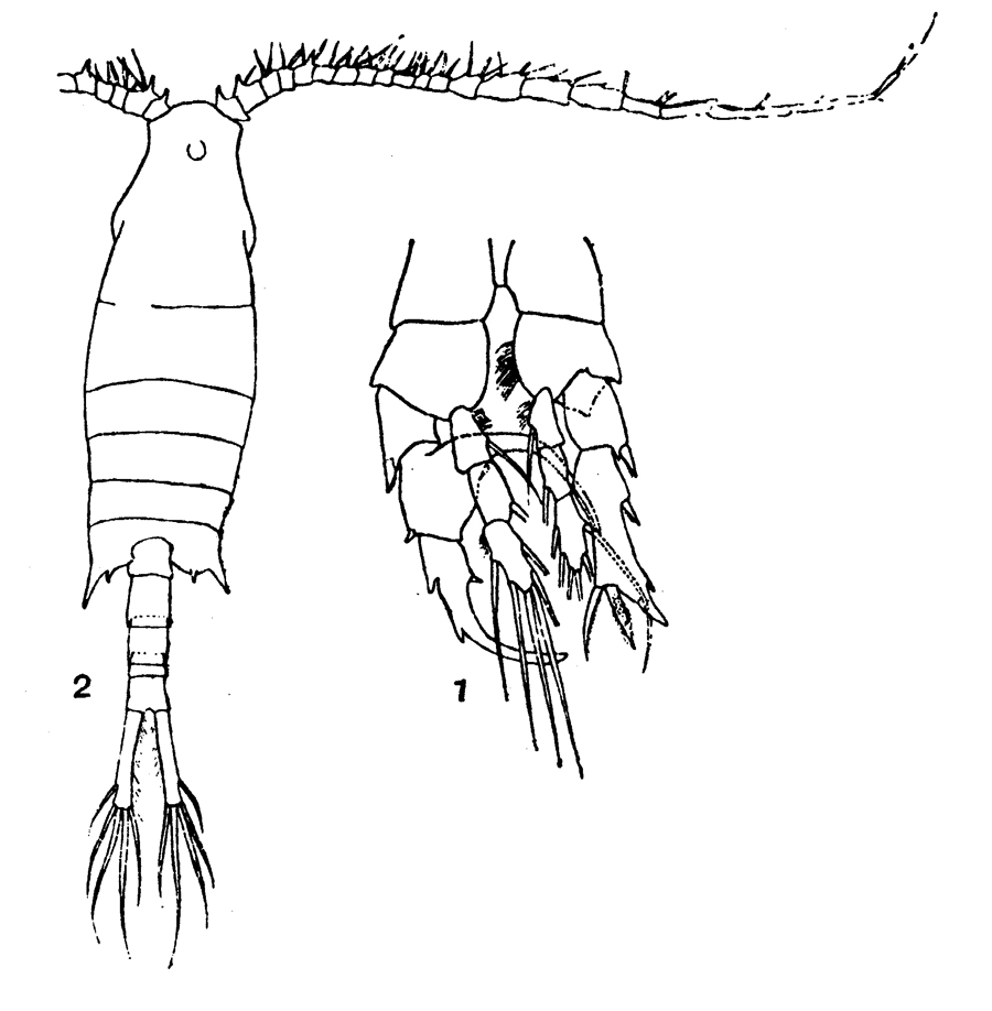 Species Centropages furcatus - Plate 8 of morphological figures
