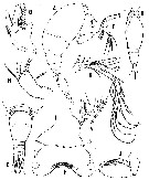 Espce Oncaea rotata - Planche 3 de figures morphologiques