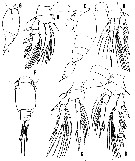 Espce Oncaea rotata - Planche 4 de figures morphologiques