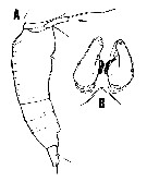 Species Oncaea prolata - Plate 1 of morphological figures