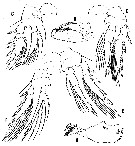 Espce Oncaea grossa - Planche 3 de figures morphologiques
