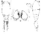 Espce Oncaea grossa - Planche 4 de figures morphologiques