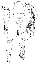 Espce Oncaea rimula - Planche 1 de figures morphologiques