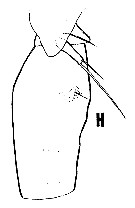 Espce Oncaea damkaeri - Planche 1 de figures morphologiques