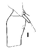 Espce Oncaea parila - Planche 1 de figures morphologiques