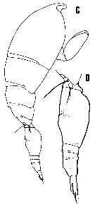 Espce Oncaea illgi - Planche 1 de figures morphologiques