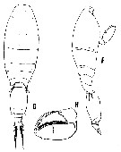 Espce Triconia similis - Planche 10 de figures morphologiques