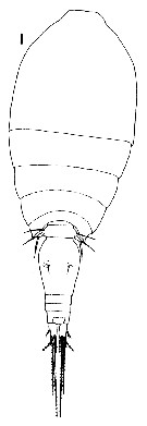 Espce Oncaea insolita - Planche 1 de figures morphologiques