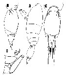 Espce Oncaea macilenta - Planche 3 de figures morphologiques