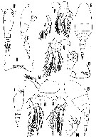 Espce Oncaea glabra - Planche 1 de figures morphologiques