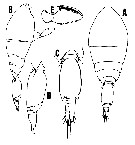 Species Oncaea glabra - Plate 3 of morphological figures