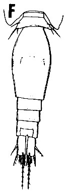 Espce Oncaea lacinia - Planche 1 de figures morphologiques
