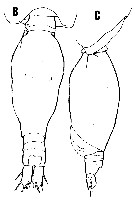 Espce Oncaea ornata - Planche 6 de figures morphologiques