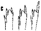 Espce Triconia derivata - Planche 2 de figures morphologiques