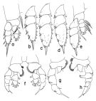 Espce Neorhabdus capitaneus - Planche 2 de figures morphologiques