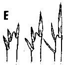Espce Triconia borealis - Planche 2 de figures morphologiques