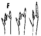 Espce Triconia similis - Planche 11 de figures morphologiques