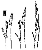 Espce Oncaea illgi - Planche 2 de figures morphologiques