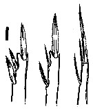 Espce Oncaea rotata - Planche 2 de figures morphologiques