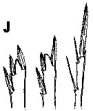 Espce Oncaea brocha - Planche 4 de figures morphologiques