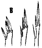 Espce Oncaea damkaeri - Planche 2 de figures morphologiques