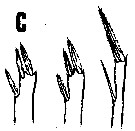 Espce Oncaea parila - Planche 2 de figures morphologiques