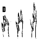 Espce Oncaea prolata - Planche 2 de figures morphologiques