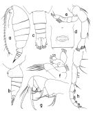 Espce Neorhabdus subcapitaneus - Planche 1 de figures morphologiques