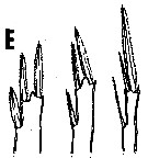 Espce Oncaea grossa - Planche 2 de figures morphologiques