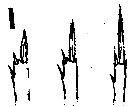 Espce Oncaea lacinia - Planche 2 de figures morphologiques