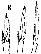 Espce Oncaea ornata - Planche 5 de figures morphologiques